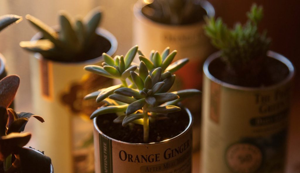 Phương pháp chăm sóc cây trồng trong nhà không cần ánh sáng